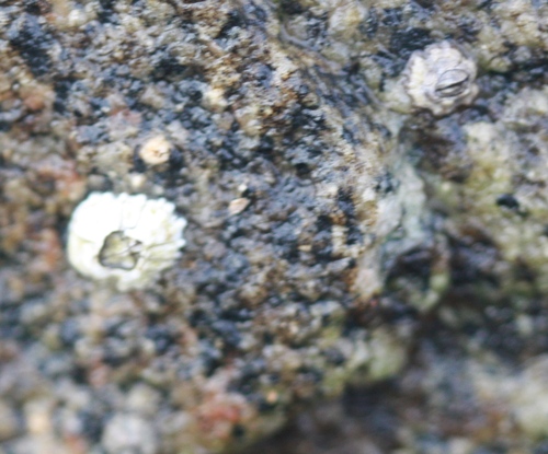 Balanus glandula