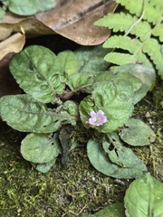 (c) jimmy, some rights reserved (CC BY) Strobilanthes reptans, photograph (c) jimmy, some rights reserved (CC BY)