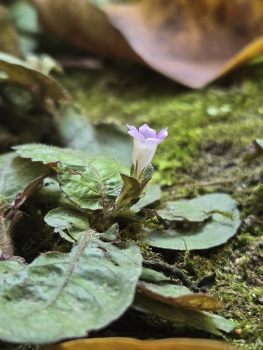 Strobilanthes reptans, photograph 3