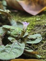 (c) jimmy, some rights reserved (CC BY) Strobilanthes reptans, photograph (c) jimmy, some rights reserved (CC BY)