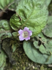 (c) jimmy, some rights reserved (CC BY) Strobilanthes reptans, photograph (c) jimmy, some rights reserved (CC BY)