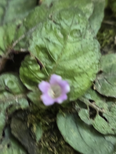Strobilanthes reptans, photograph 5