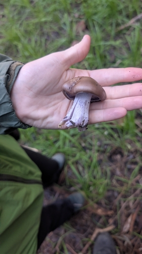 Blewit