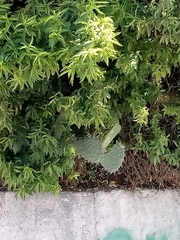 Opuntia streptacantha