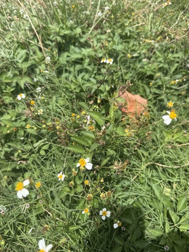 Bidens alba observed 2026-07-17