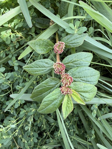 Euphorbia hirta observed 2026-07-17