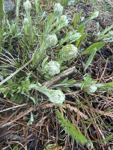 Antennaria howellii, photograph 3