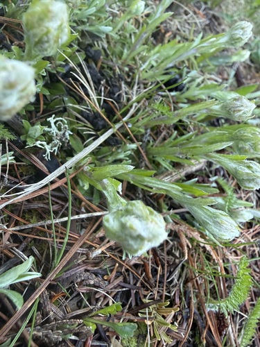 Antennaria howellii, photograph 2