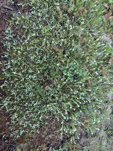 Antennaria howellii, photograph 4