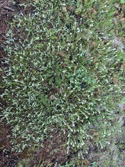 (c) Tanner Barnharst, some rights reserved (CC BY) Antennaria howellii, photograph (c) Tanner Barnharst, some rights reserved (CC BY)