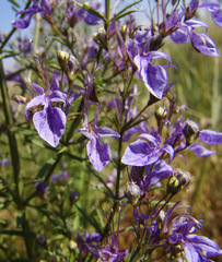 Teucrium procerum
