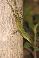 Anolis aequatorialis