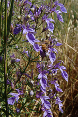 Teucrium procerum
