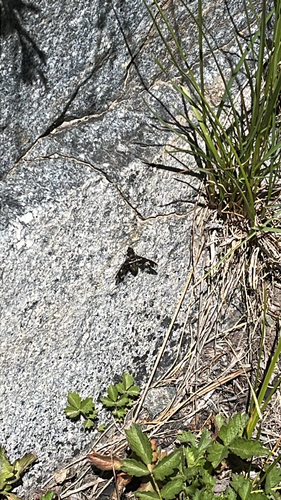 iNaturalist observation photo of Dorcadion Bee Fly