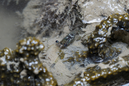 Periclimenella spinifera observed 2026-07-16