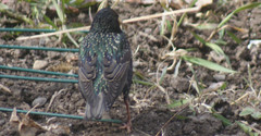 Sturnus vulgaris