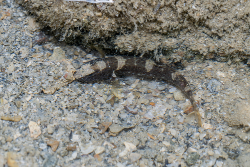 Cryptocentrus maudae observed 2026-07-16