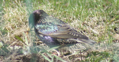 Sturnus vulgaris
