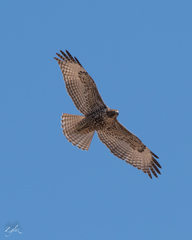 Buteo jamaicensis