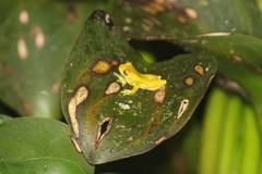 Dendropsophus carnifex