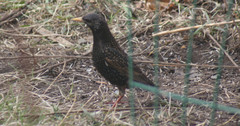 Sturnus vulgaris