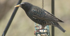 Sturnus vulgaris