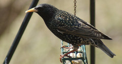 Sturnus vulgaris