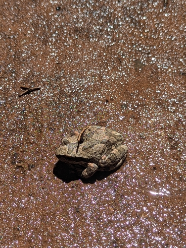 iNaturalist observation photo of Pacific chorus frog