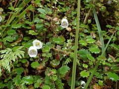 Jovellana repens