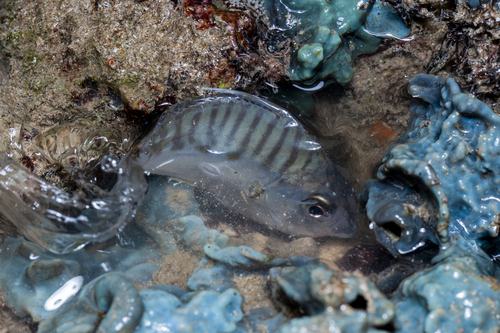 Banded ponyfish (Aurigequula fasciata) — Leiognathidae — 5