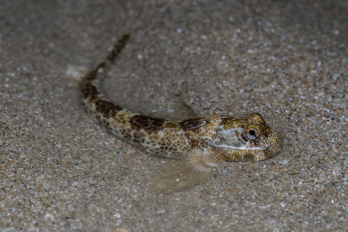 Entomacrodus striatus observed 2026-07-16