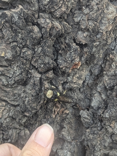 iNaturalist observation photo of Lion Beetle