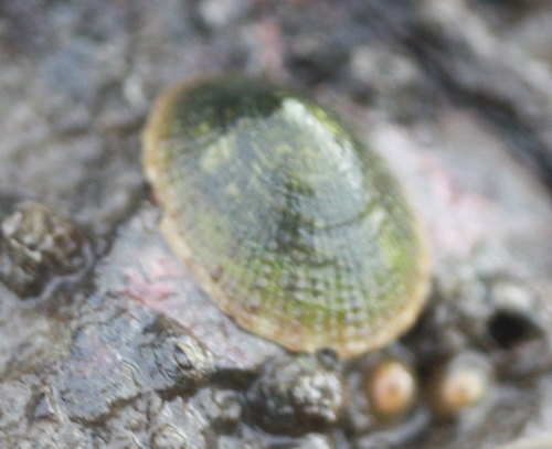 Lottia limatula