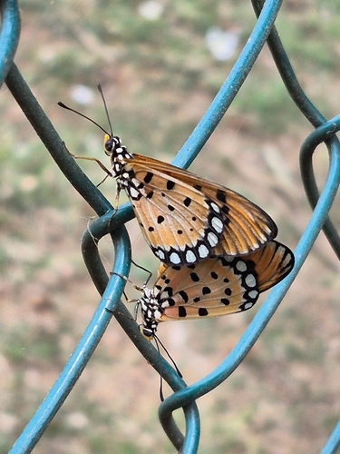 Tawny Coster