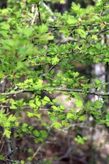 Crataegus taurica