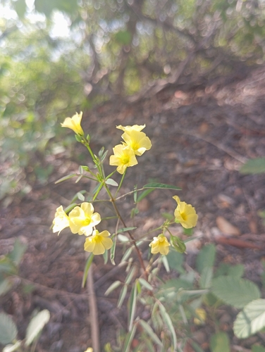 Shrubby Woodsorrel (Oxalis frutescens)