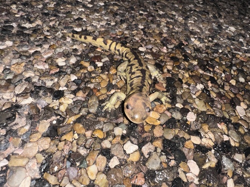 Western Tiger Salamander observed by agnesanderson