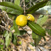 Guayabo