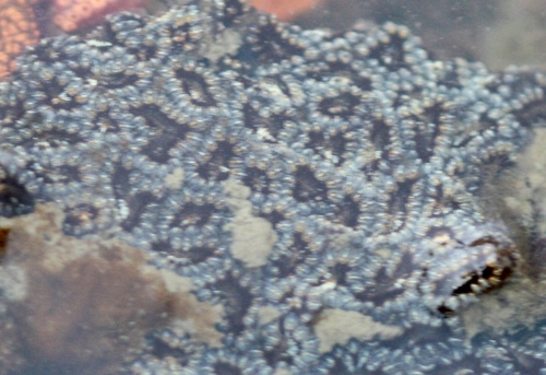 Botryllus schlosseri