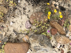 Chorizanthe procumbens