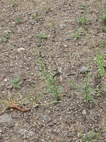 iNaturalist observation photo of Asilinae