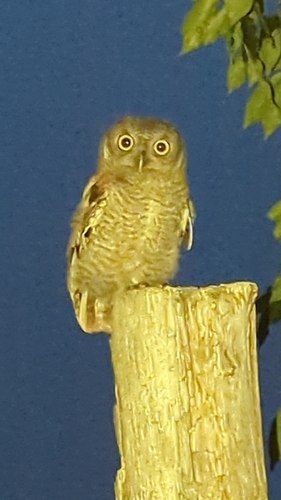 petit-duc maculé observed by jsaguez