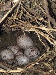 Thryothorus ludovicianus