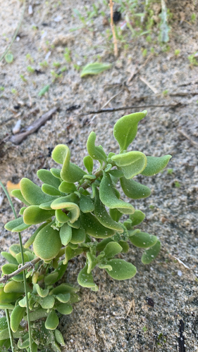 Tetragonia decumbens, photograph 6