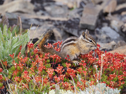 Yellow-pine Chipmunk observed by sylviab14