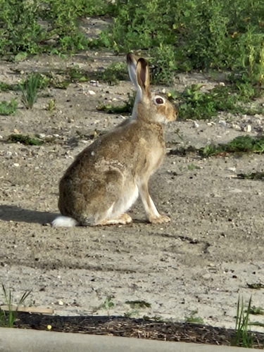 White-tailed Jackrabbit observed by slee04bc
