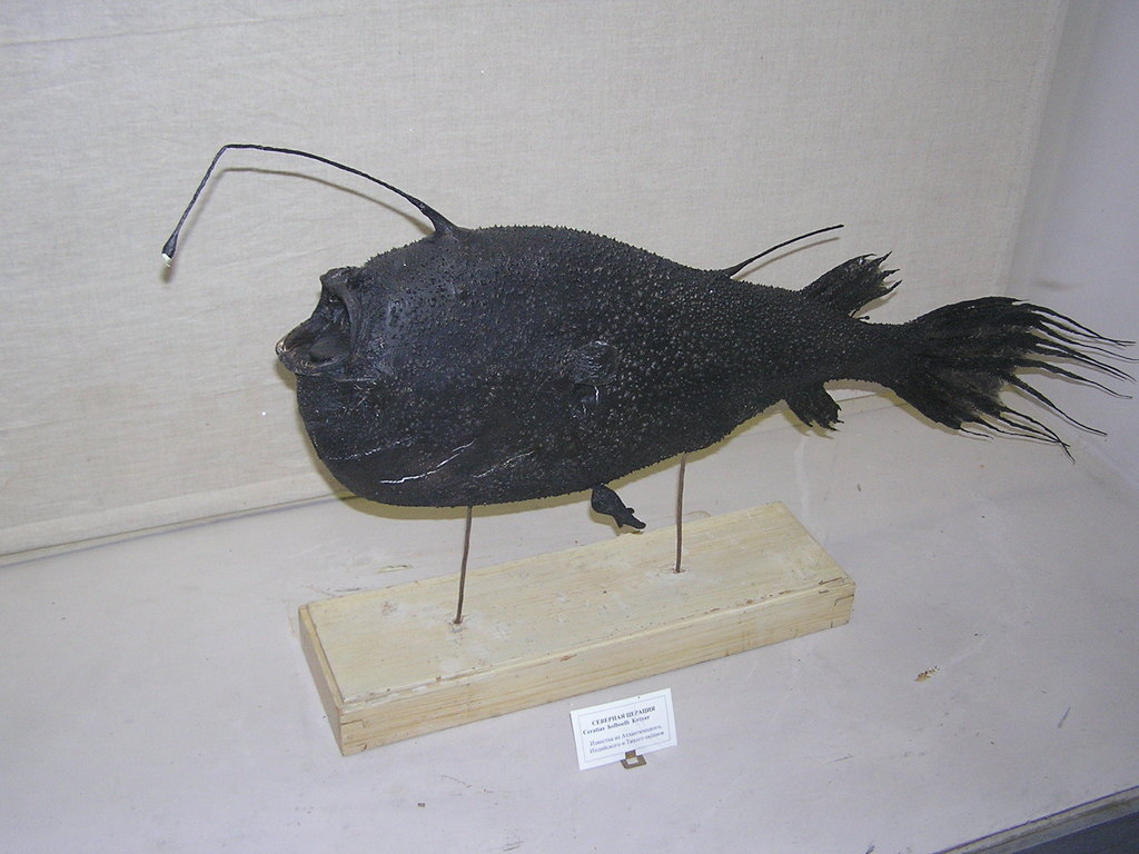 Deepsea Angler