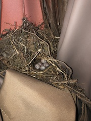 Thryothorus ludovicianus