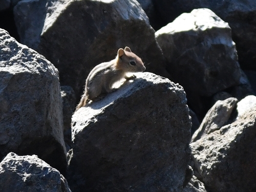 Common Golden-mantled Ground Squirrel observed by morgan-takes-pictures