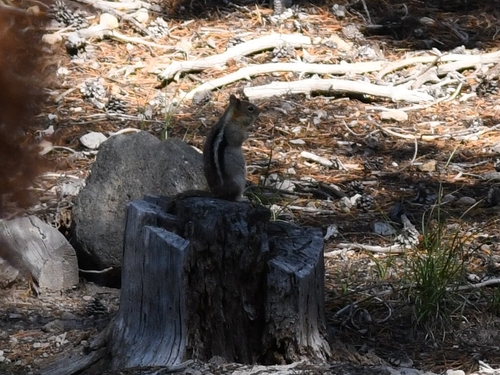 Common Golden-mantled Ground Squirrel observed by morgan-takes-pictures